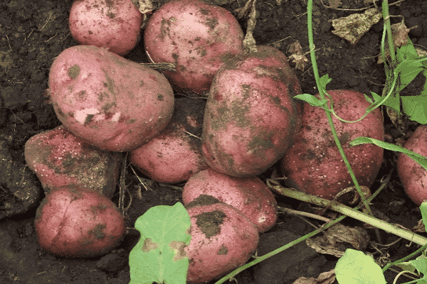 seed tubers