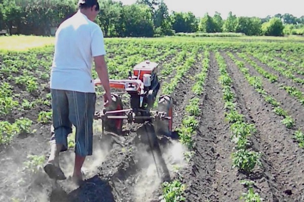 planting and hilling