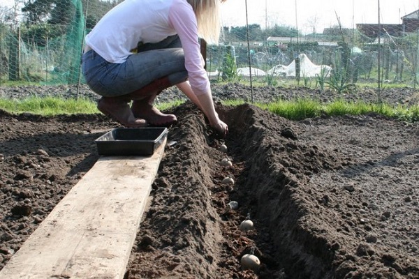 planter un bébé