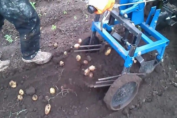 penggali kentang untuk traktor berjalan di belakang