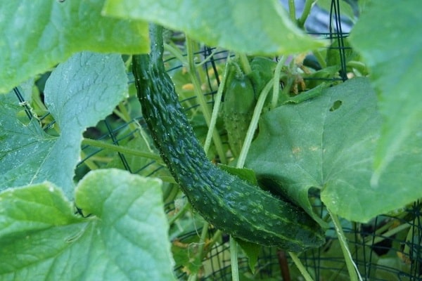 chinese cucumbers