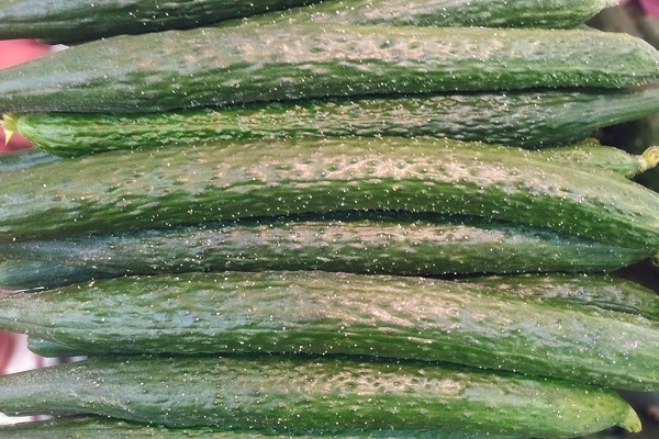 Heat resistant cucumber