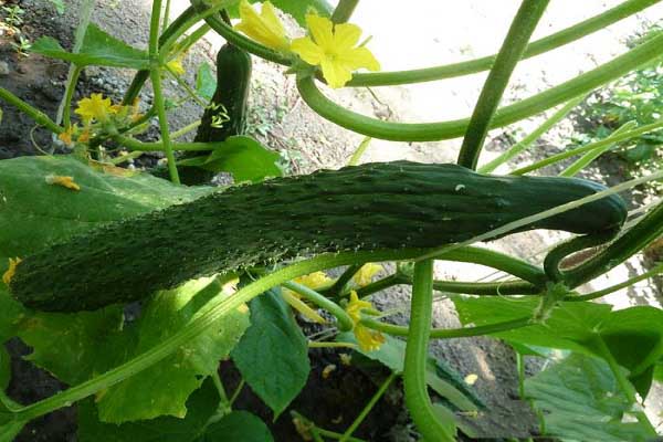 hybrid cucumber