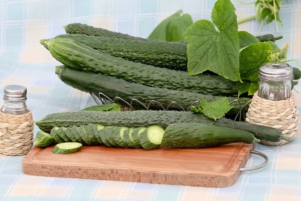 cucumber alligator