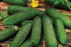 Description of the Claudine cucumber variety, its characteristics and cultivation