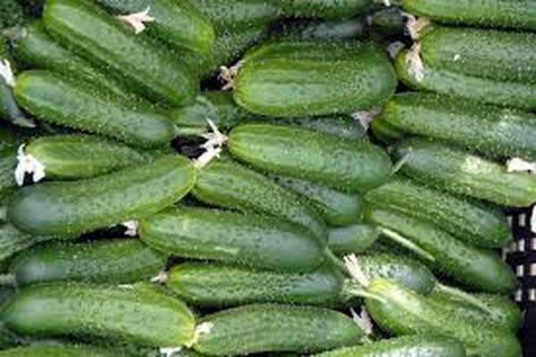 variety of cucumbers