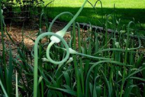 When and how to properly trim the arrows of garlic: what does it give and is it necessary?