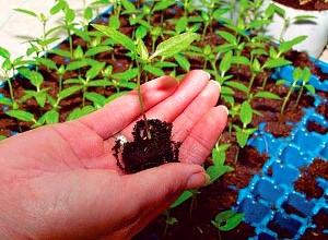 pepper seedlings in hand