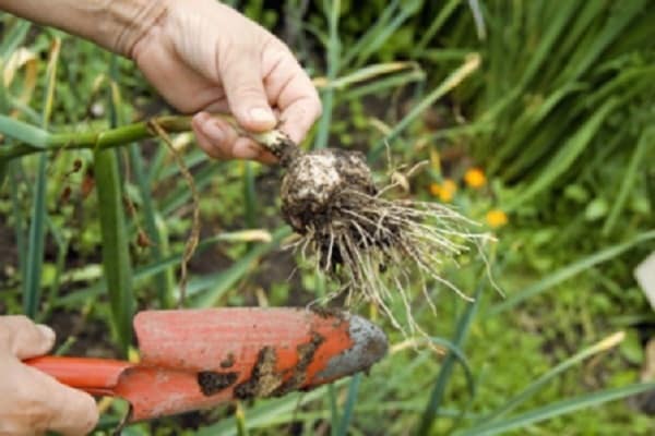 cultivo de cosecha