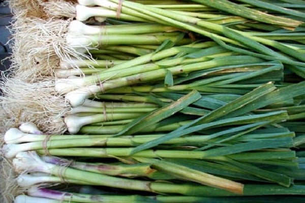 spring garlic