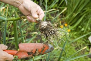 Quand devez-vous retirer l'ail de printemps du jardin pour le stocker?