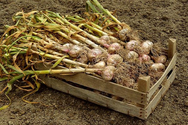 bawang putih sudah masak