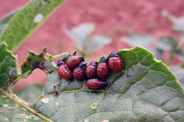 obrovské poškození