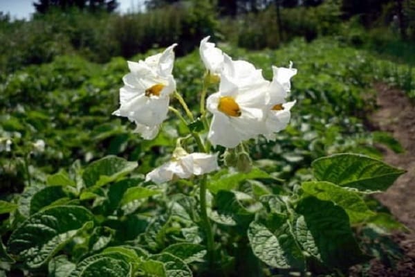 pommes de terre à fleurs