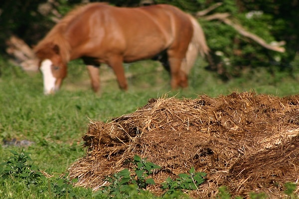 cheval dans le pré