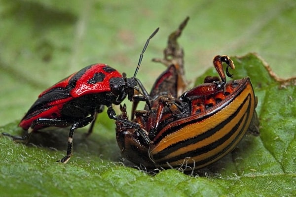 nuestros insectos