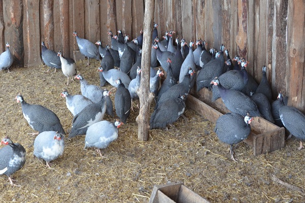 aves de corral