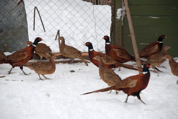 coléoptères et leurs larves