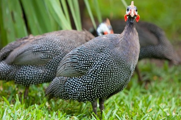 berjalan kaki burung