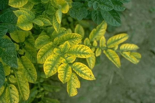 mosaïque de pommes de terre