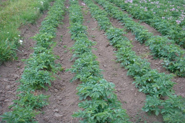 destruction des mauvaises herbes