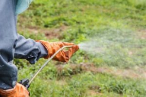 Application of herbicides Lazurit, Titus and Herbitox from weeds on potatoes