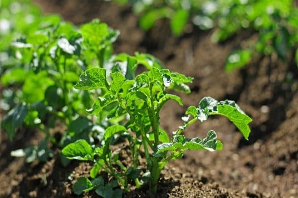 potatoes are growing