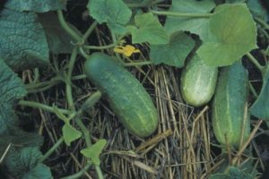 Description of cucumbers varieties Lukhovitskie, characteristics and cultivation