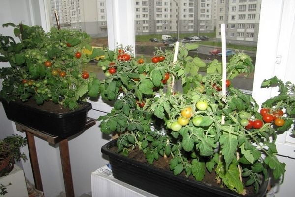 tomatoes on the balcony