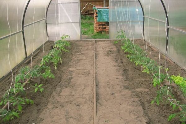 tomatoes in the greenhouse