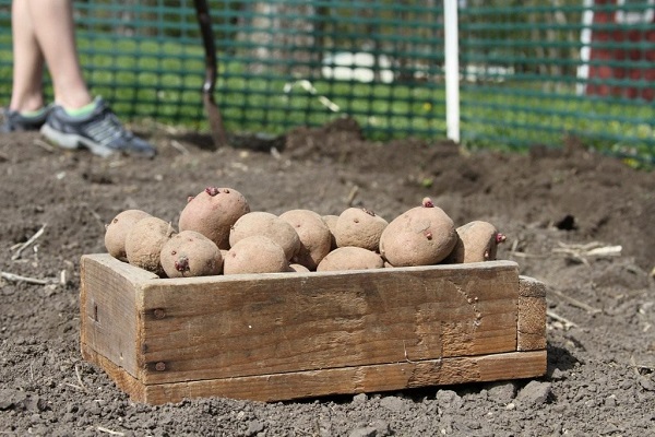 planter un légume