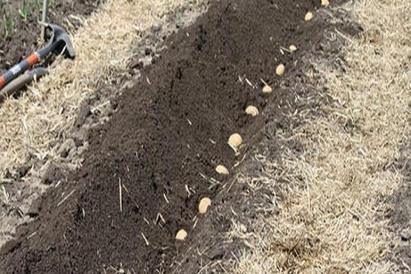 how to plant potatoes