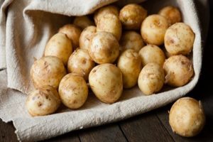 The benefits and harms of young potatoes, how to germinate and when to plant