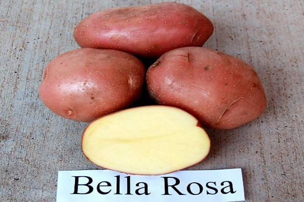 Variété Bellarosa