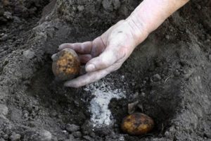 Aderezo de patatas con monofosfato de potasio, características de fertilización y reglas de aplicación.