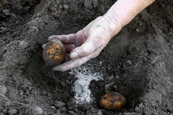 prepárate para el jardinero