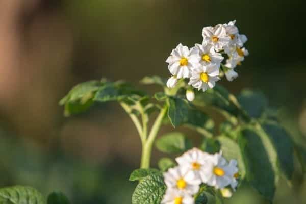 tiempo de floración