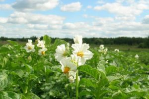 Is it possible to spray potatoes during flowering from the Colorado potato beetle?