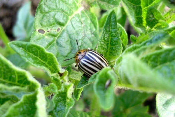 plaga de papa