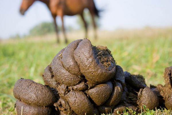 fumier de cheval frais