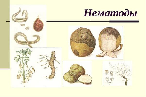 pomme de terre nématode