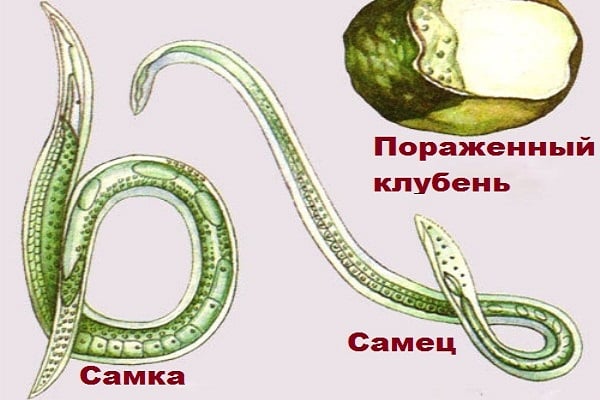 varsi nematodi