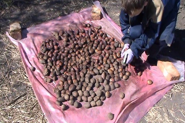 règles de la technologie agricole