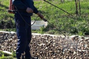 Medios para procesar patatas y reglas para el procedimiento.