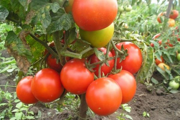 tomato charm