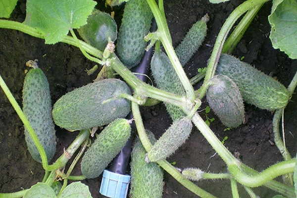 cucumber seeds