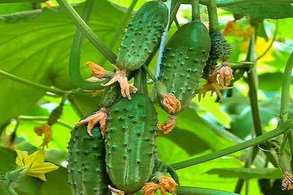 cucumber quality