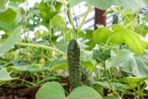 Descripción de los pepinos de la variedad nieta de la abuela, su cultivo.