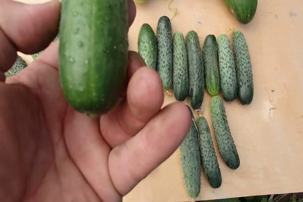 the cucumber will outgrow