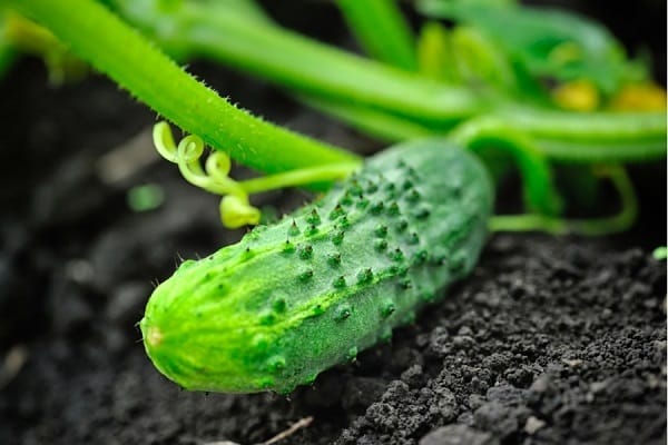 plante de taille moyenne